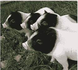 藏香猪小猪仔出售价格