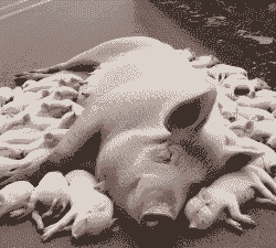 母猪产后热怎么解决