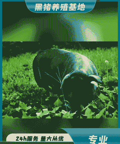 贵州黔西南小猪仔价格