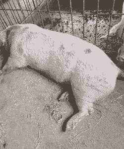 母猪产后脚站不稳