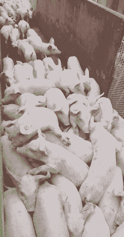 大理小猪仔出售价格多少