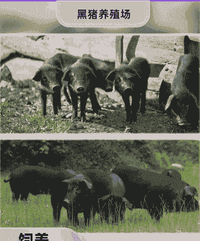 铜仁小黑猪仔出售价格