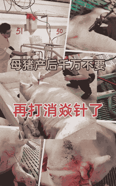 产后母猪怎么降火