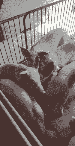 临沂小猪仔价格多少一斤