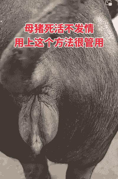 母猪怎么防产后死亡