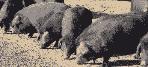 新疆猪仔价格多少元一只