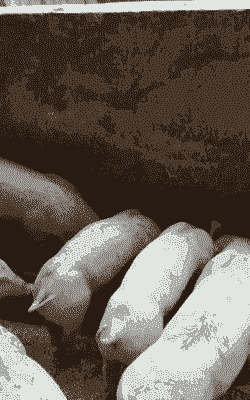 柳州猪仔多少一只啊价格