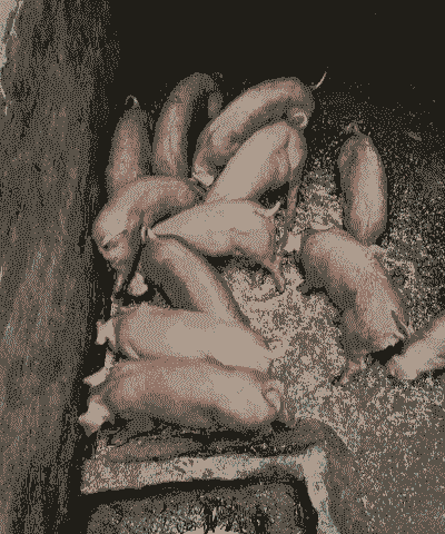 三都县猪仔出售价格