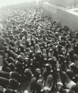 正宗陆川土猪仔价格多少