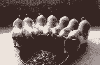 陆川原种土猪仔价格多少