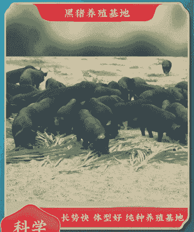 酒泉小猪仔出售价格表