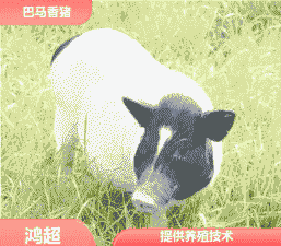 烟台小香猪仔出售价格表