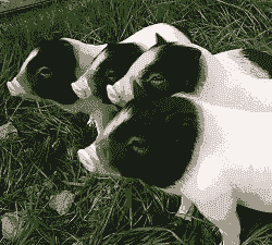 陆川小香猪仔价格表