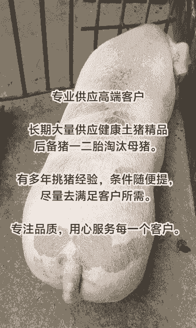 博白母猪仔出售价格表