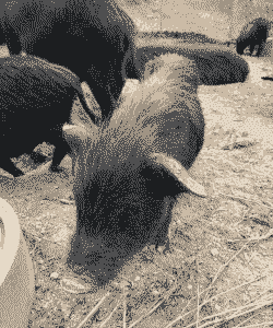 楚雄小猪仔价格多少一斤