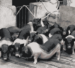 陆川土猪小猪仔价格多少