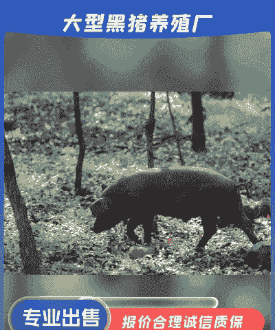 福建猪仔价格多少钱一头