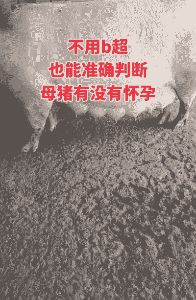 怎么辨别母猪产后高热