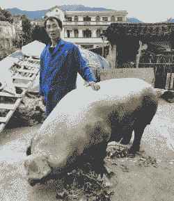 桂林猪仔价格多少钱一头