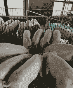 龙海三元猪仔价格多少钱