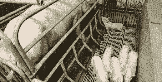 新疆猪仔收购价格表