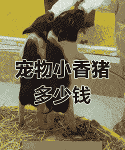 香猪仔价格多少钱一头