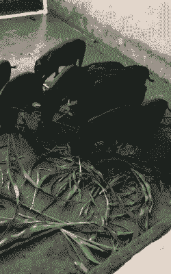 恩施猪仔收购价格多少钱