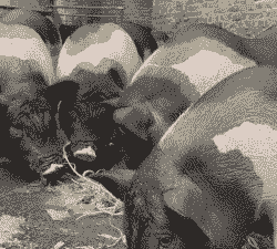 陆川县最新猪仔价格表