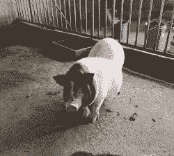 二手香猪仔出售价格表