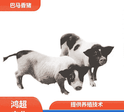 巴马香猪仔猪价格多少钱一斤