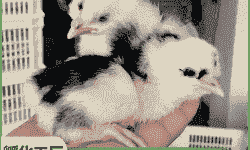 烟台大型贵妃鸡苗价格