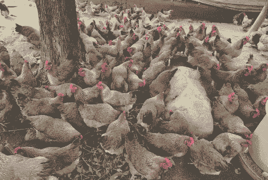 盘州清远麻鸡苗价格