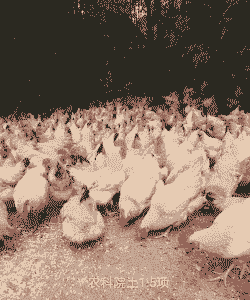 广东农科院鸡苗的价格