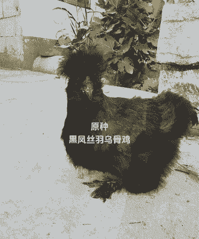 国内最好的黑骨鸡苗价格