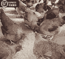 四川清远麻鸡苗供应价格