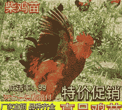 鸡苗麻鸡价格