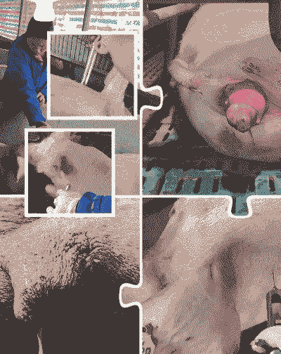 母猪产后吃什么消炎