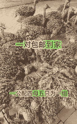鸵鸟鸡苗价格