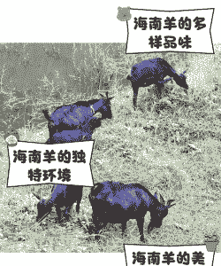 海南本地牛羊价格
