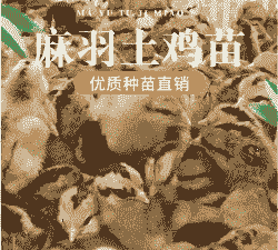麻鸡苗什么价格