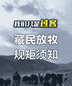 西藏牧民牛羊价格