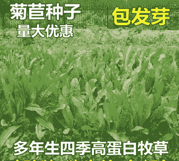 牛羊牧草麦草价格