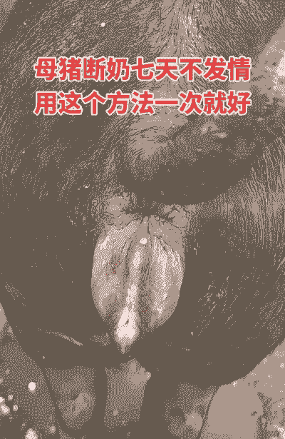 母猪产后21天断奶