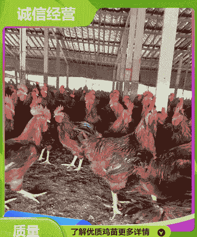 陕西附近鸡苗价格