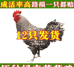 陇南鸡苗价格多少