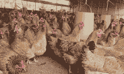 广西鸡苗厂价格