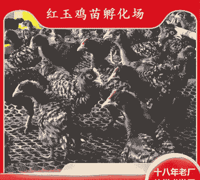 红玉汪鸡苗价格