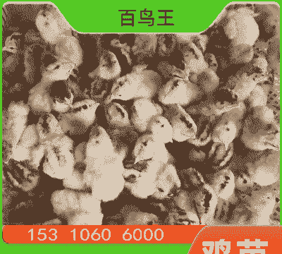 重庆凤翔鸡苗价格
