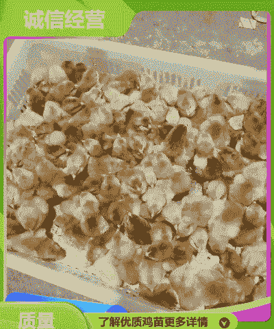 红玉鸡苗的价格