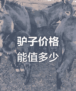 牛羊驴的价格